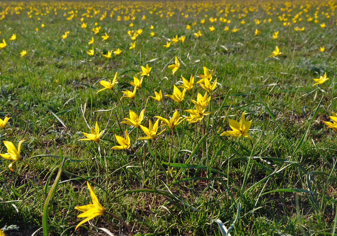 Изображение особи Tulipa biebersteiniana.