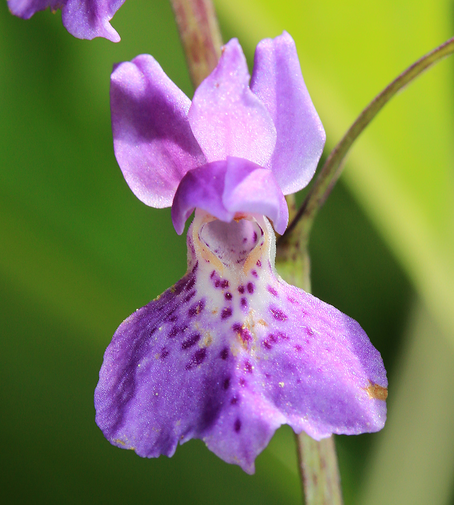 Image of Ponerorchis chusua specimen.