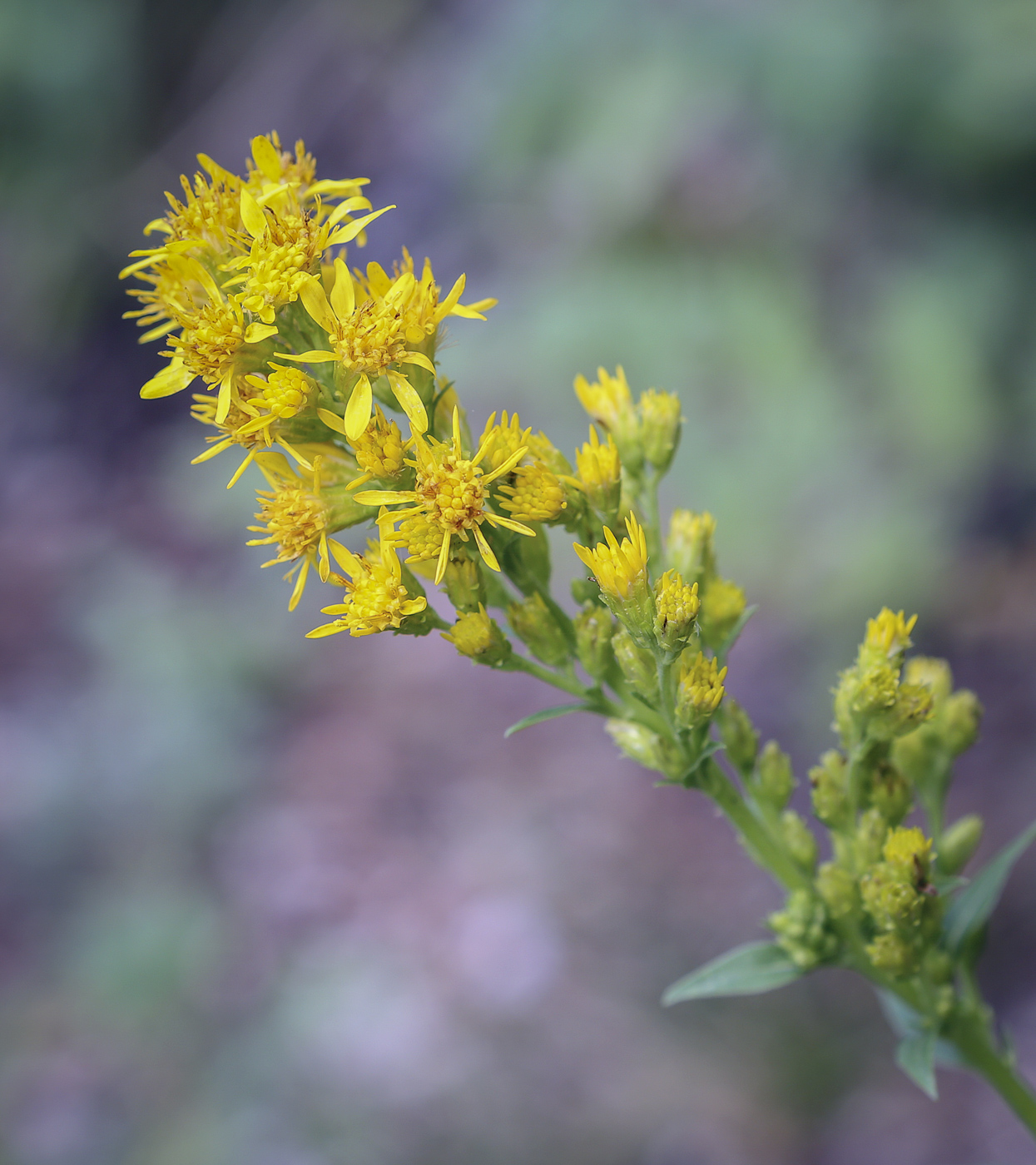 Изображение особи Solidago virgaurea.