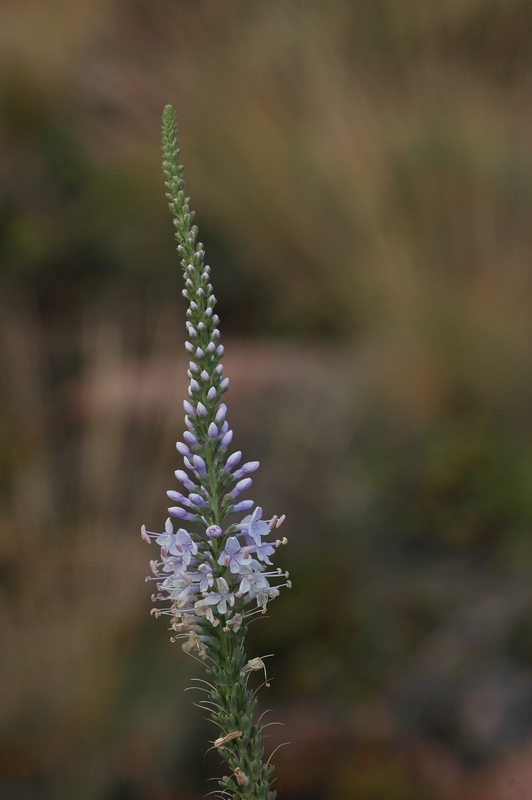 Image of Veronica pinnata specimen.