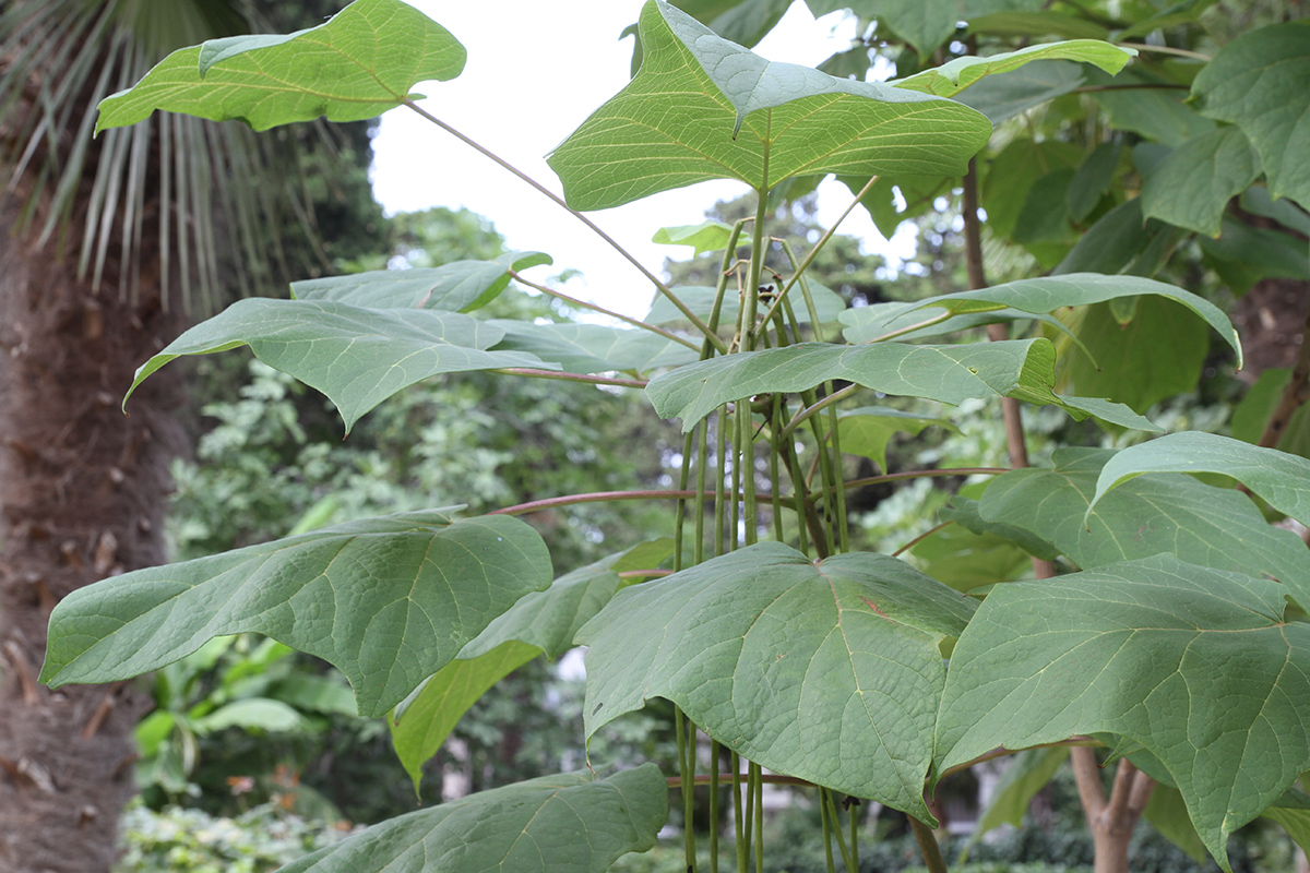 Изображение особи род Catalpa.