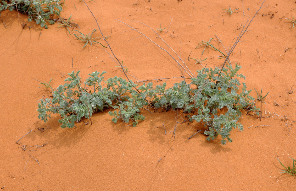 Image of genus Artemisia specimen.