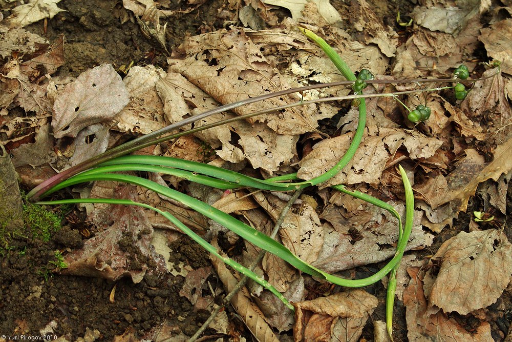 Image of Scilla hohenackeri specimen.