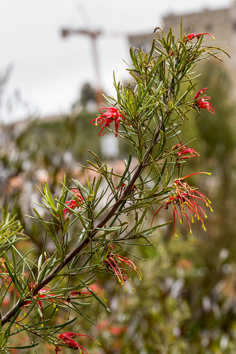 Image of Grevillea johnsonii specimen.