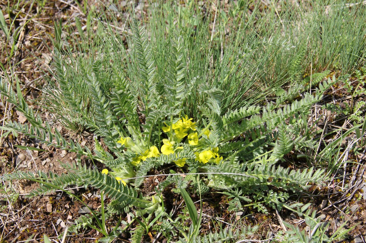 Изображение особи Astragalus floccosifolius.