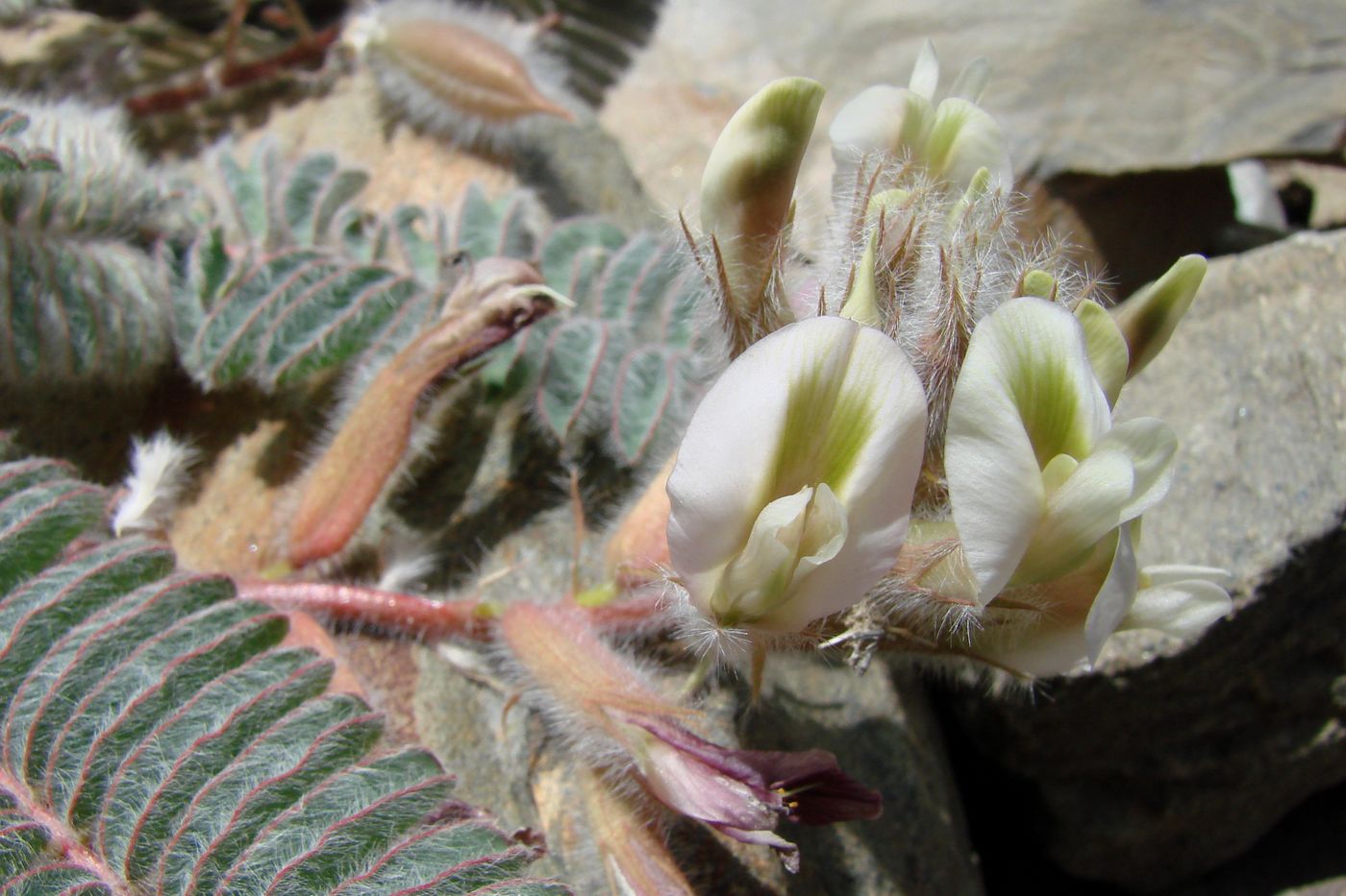 Изображение особи Astragalus leptophysus.
