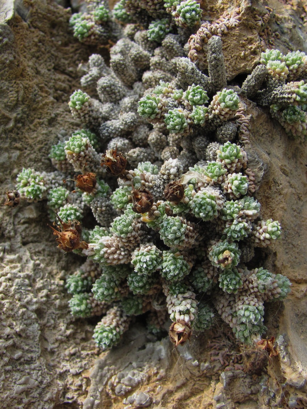 Изображение особи Saxifraga columnaris.