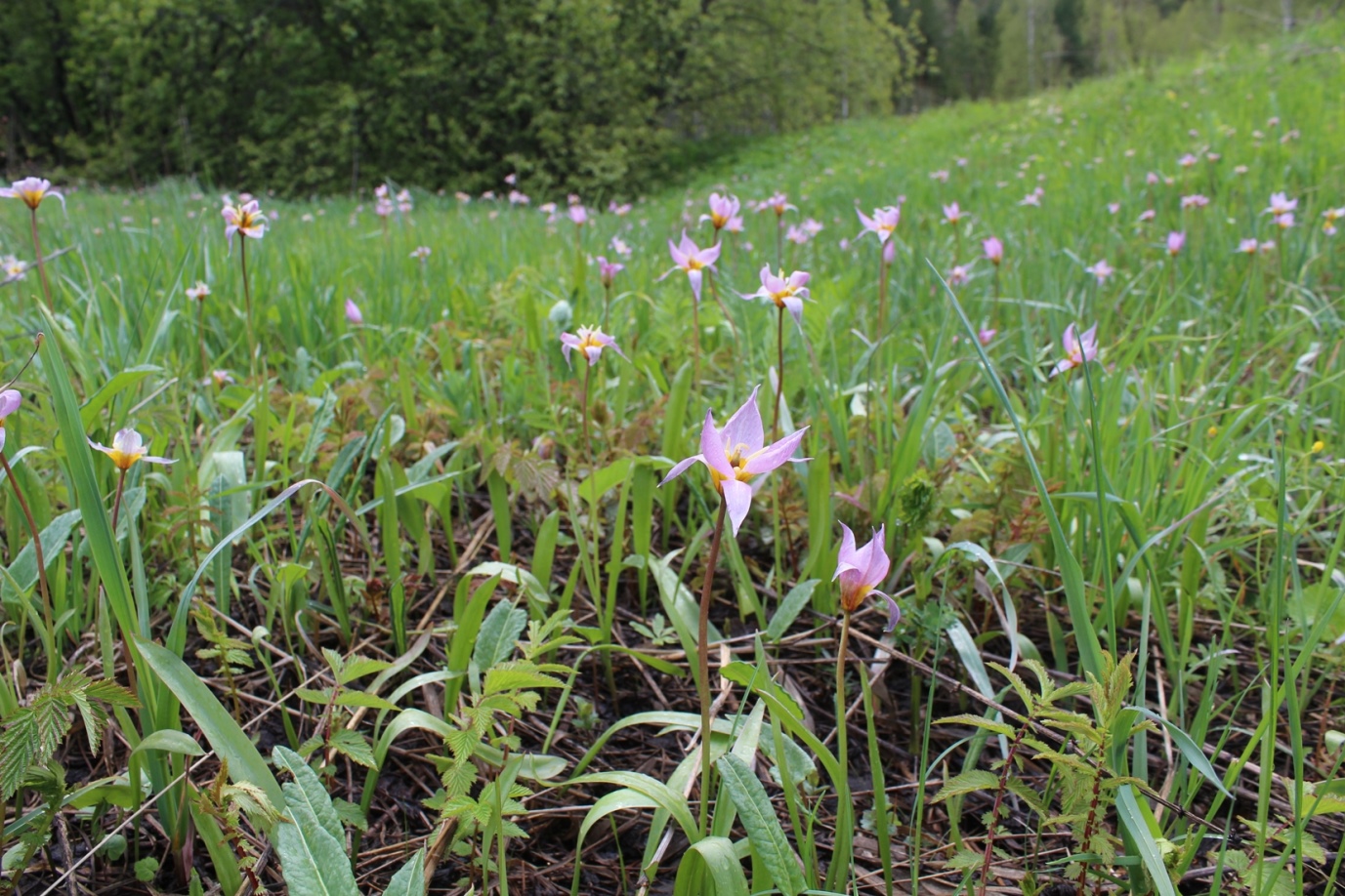 Image of Tulipa riparia specimen.