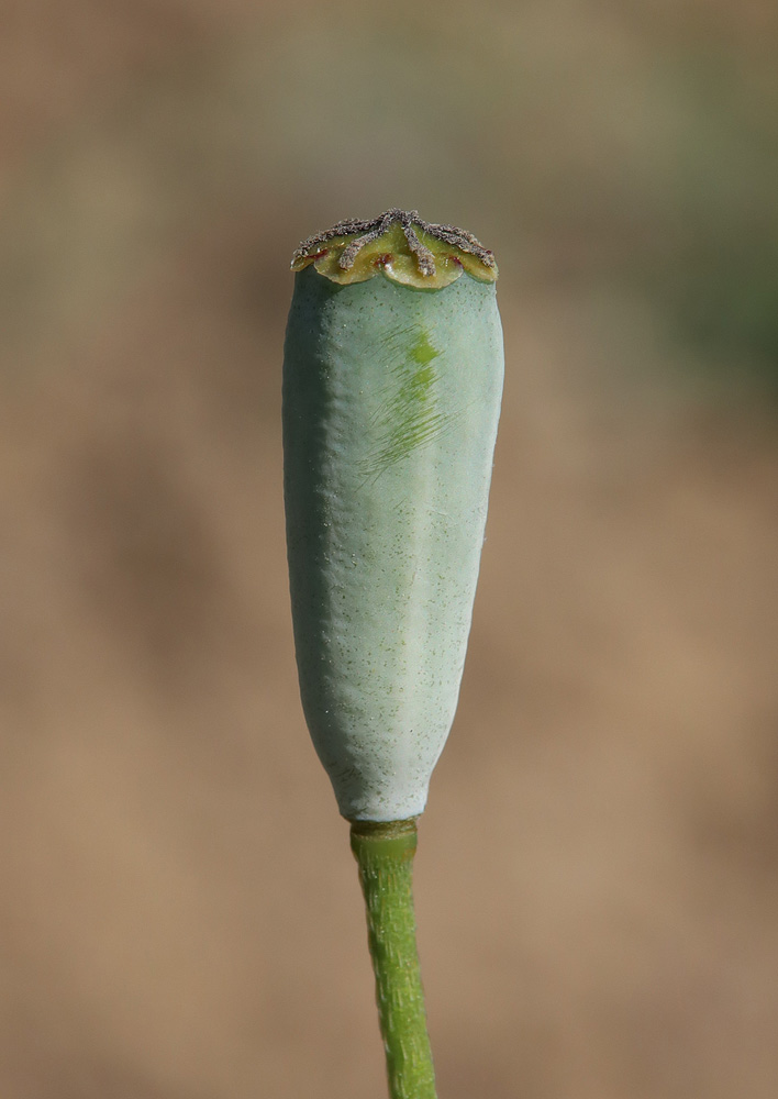 Изображение особи Papaver tichomirovii.