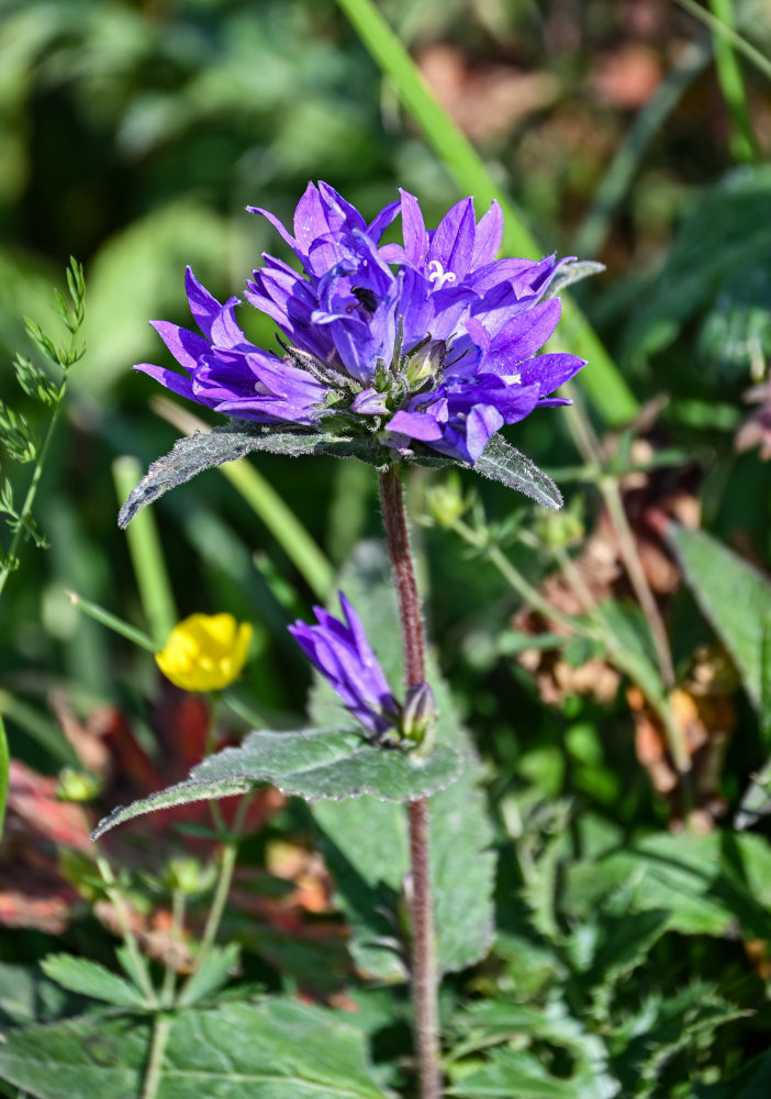 Image of Campanula glomerata specimen.