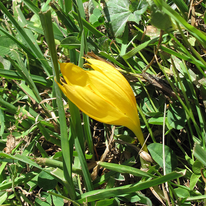 Изображение особи Crocus scharojanii.