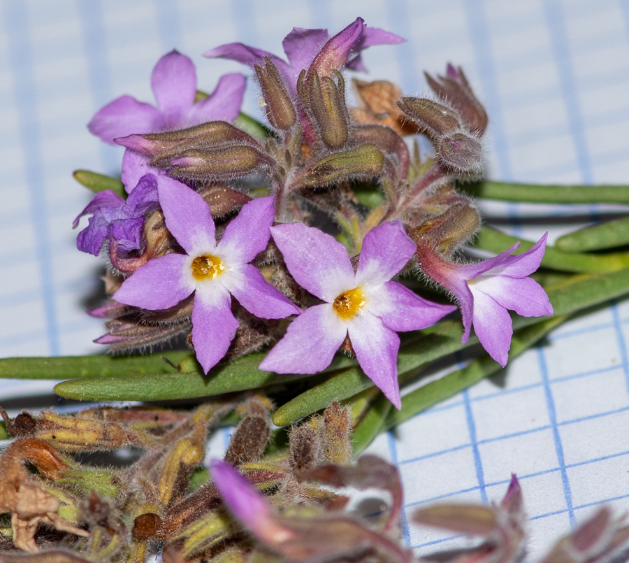 Image of Campylanthus salsoloides specimen.