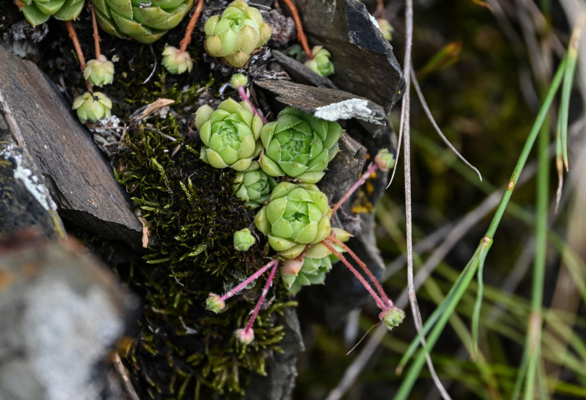 Изображение особи Sempervivum caucasicum.