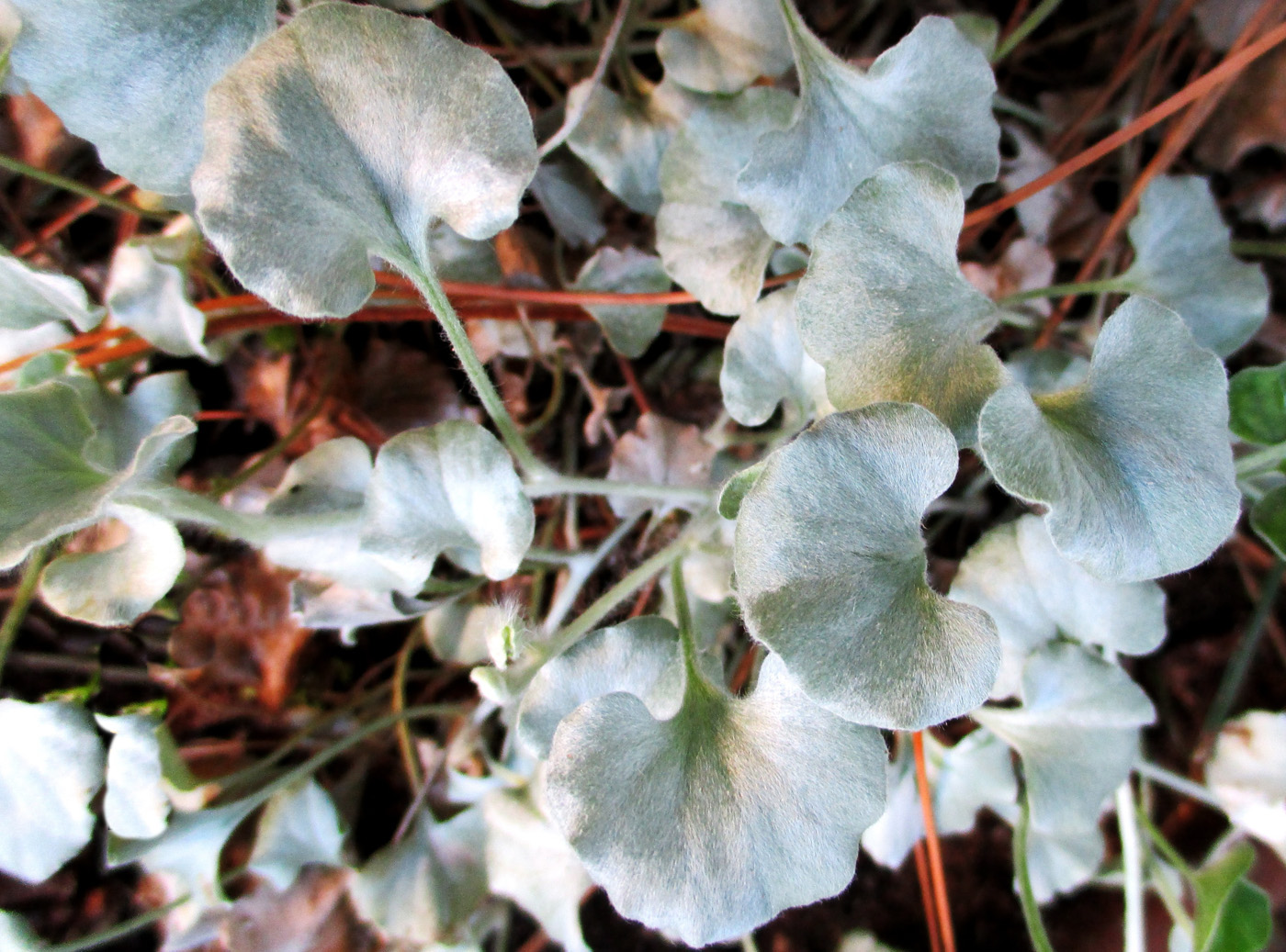 Изображение особи Dichondra argentea.