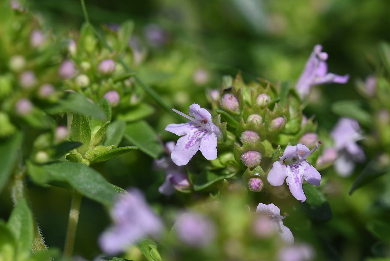 Изображение особи Thymus collinus.