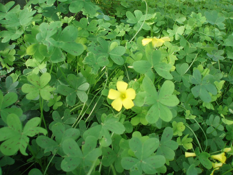 Image of Oxalis pes-caprae specimen.