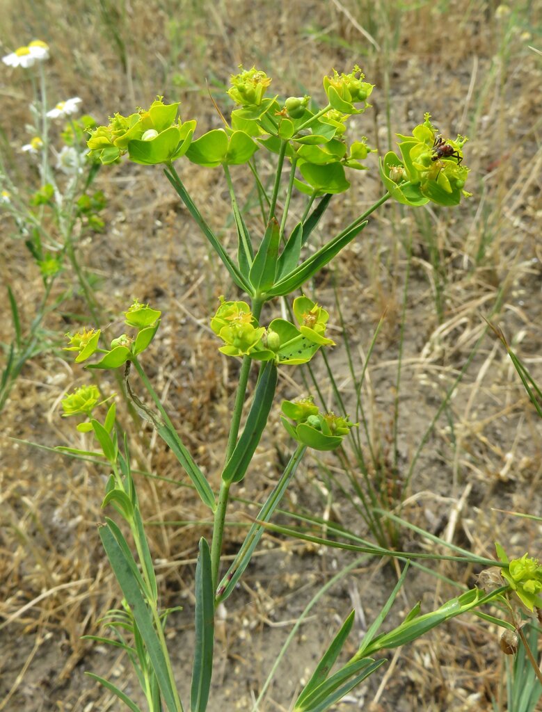 Image of Euphorbia esula specimen.