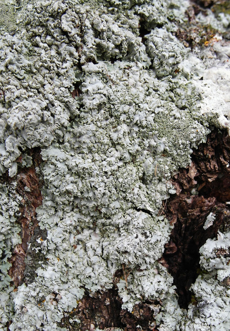 Image of Physcia dimidiata specimen.