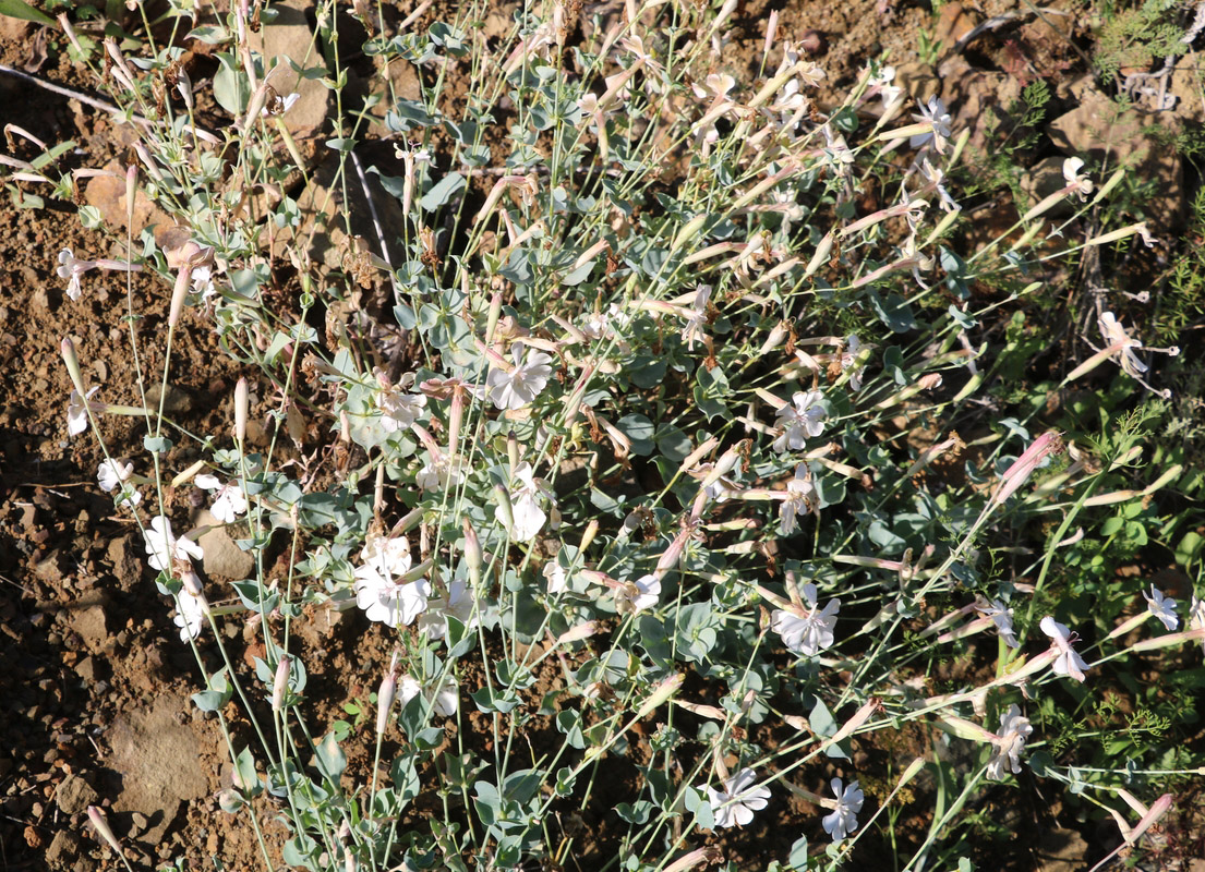 Image of Silene chlorifolia specimen.