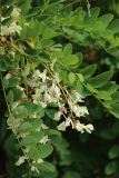 Robinia pseudoacacia. Отцветающие соцветия и листья. Беларусь, г. Витебск, площадь Тысячелетия Витебска, в озеленении. 17.06.2023.