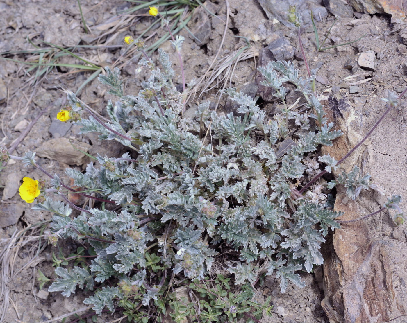 Image of Potentilla pamiroalaica specimen.