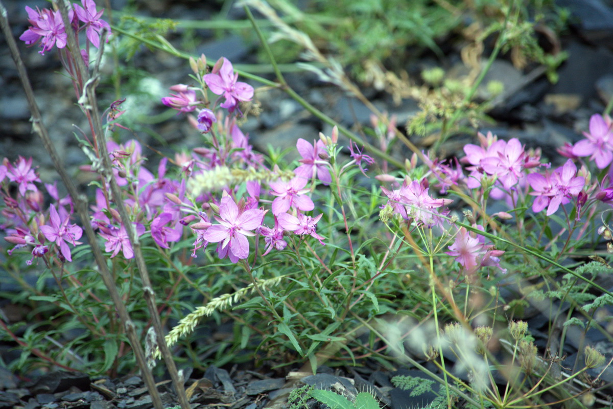 Image of Chamaenerion colchicum specimen.