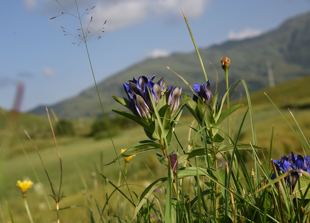 Image of Gentiana septemfida specimen.