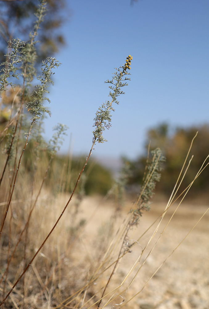 Изображение особи Artemisia pontica.