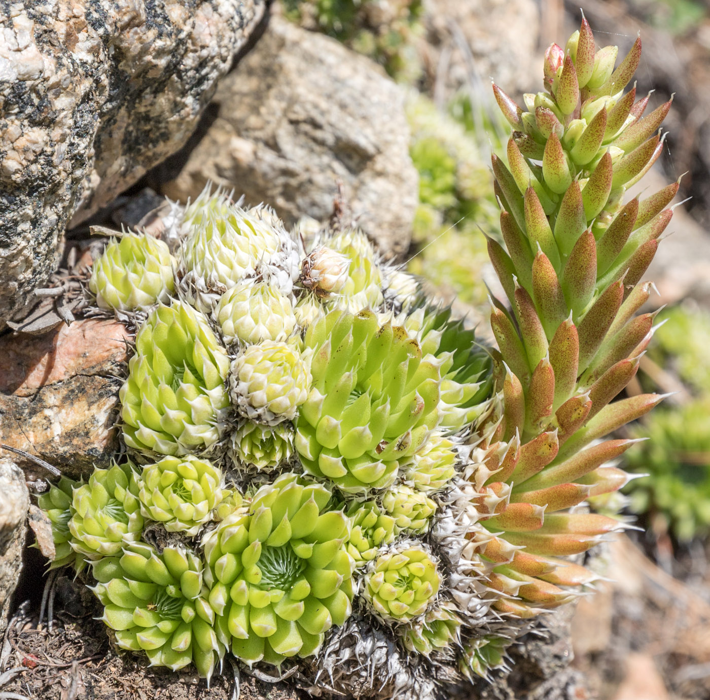 Image of Orostachys spinosa specimen.