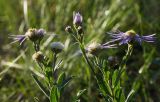 Aster amellus. Верхушка цветущего и плодоносящего растения. Пермский край, Кунгурский р-н, Комсомольское сельское поселение, окр. дер. Комарово, разнотравно-злаковый луг на склоне Шлюпинского Камня. 13 августа 2023 г.