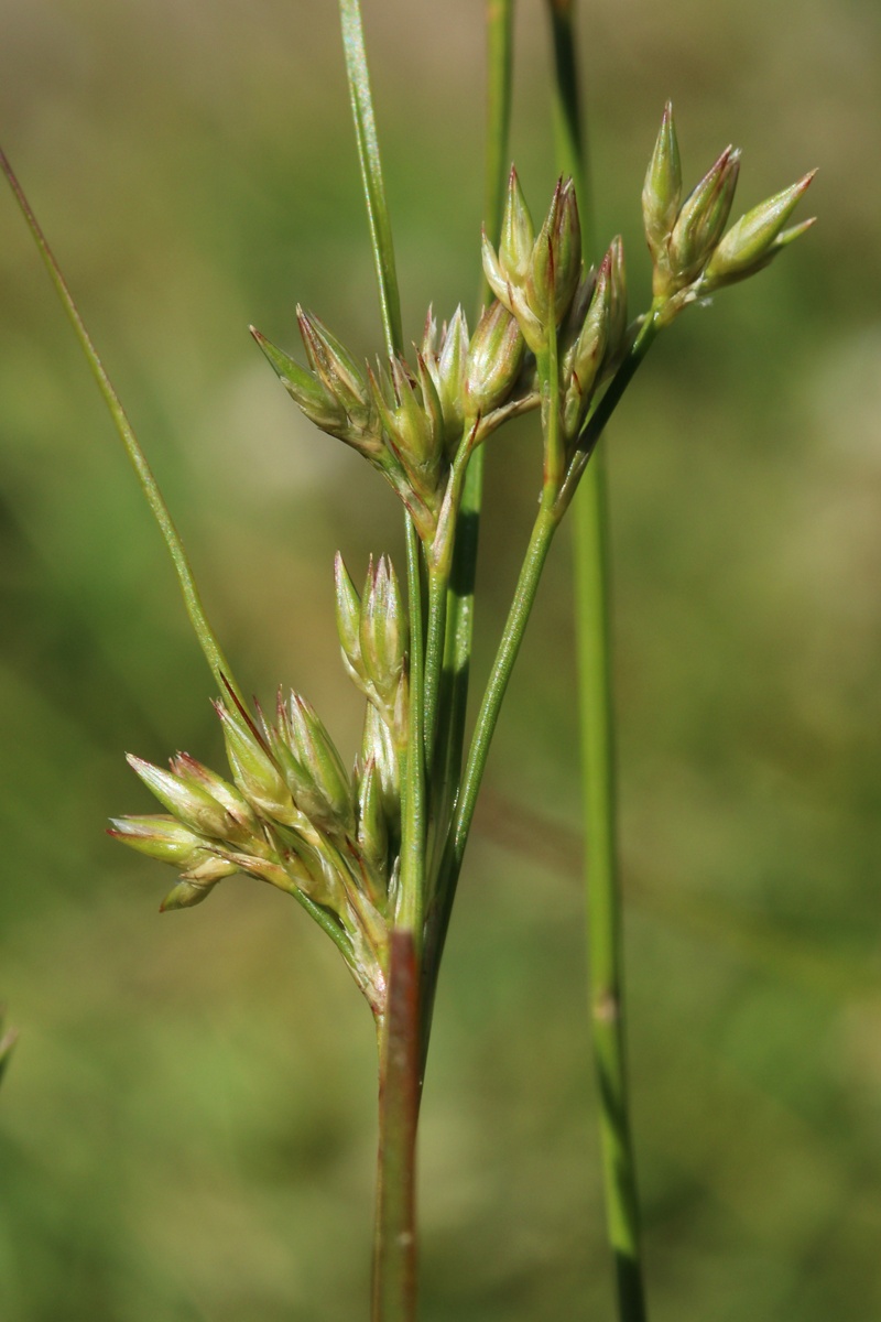 Изображение особи Juncus tenuis.