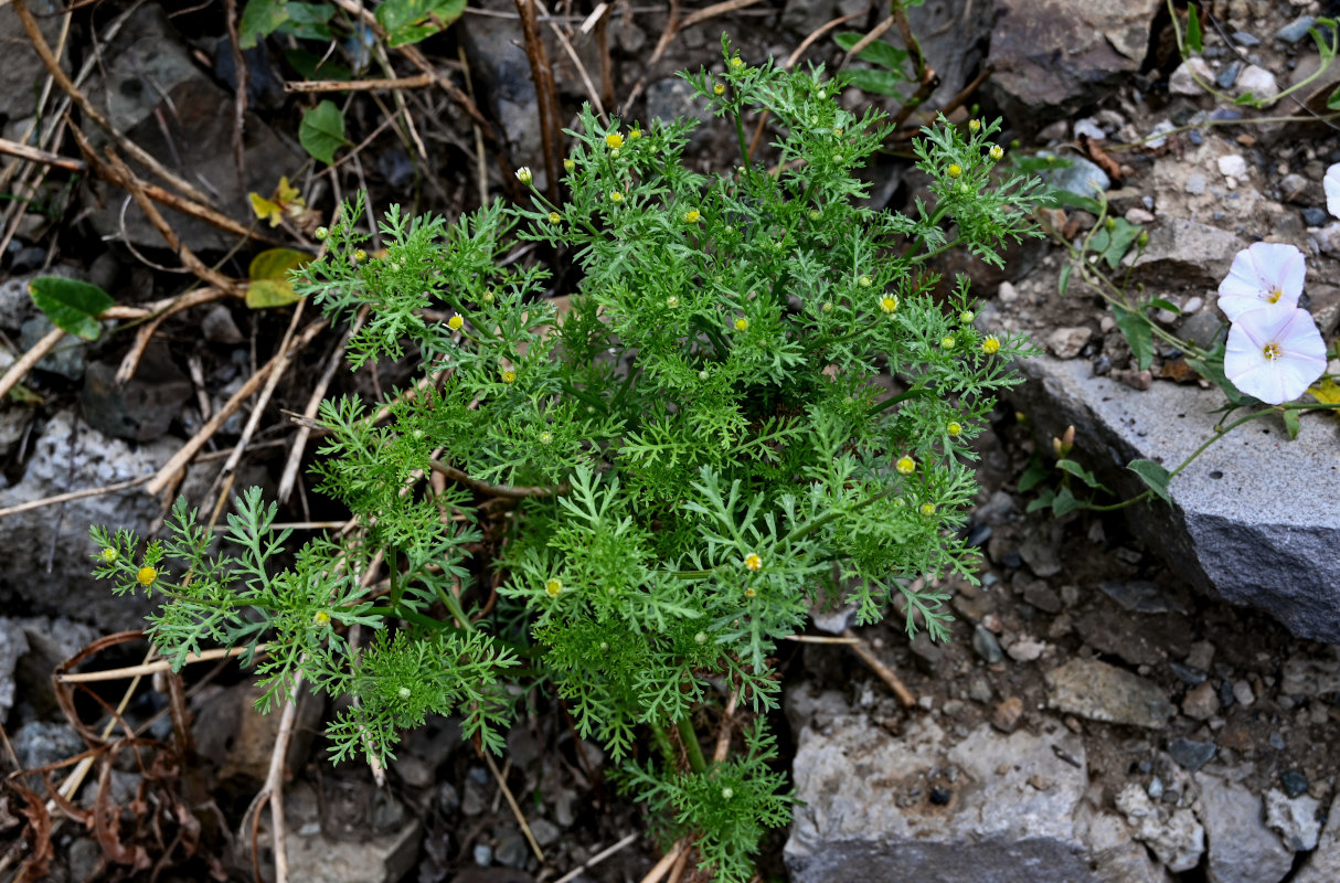 Image of genus Pyrethrum specimen.