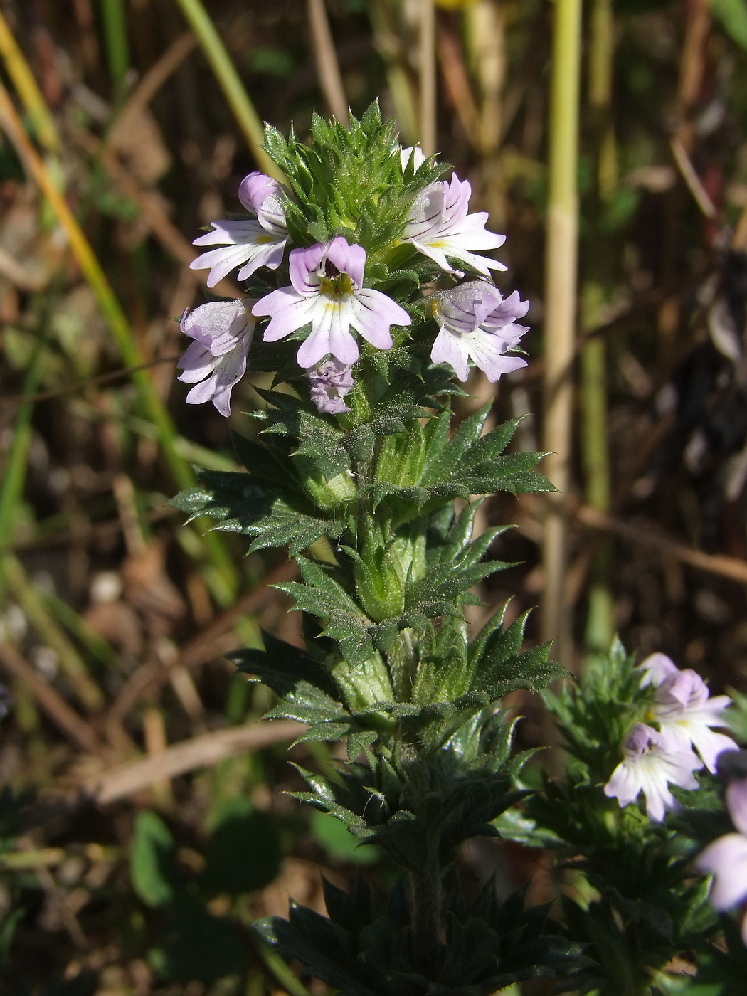 Изображение особи Euphrasia brevipila.