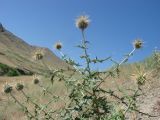 Echinops maracandicus. Верхушка бутонизирующего растения. Узбекистан, Джизакская обл., Фаришский р-н, хр. Нуратау, низовье ур. Хаятсай, окраина кишлака Нижний Хаят, около 850 м н.у.м., крутой щебнисто-мелкоземистый склон. 22.06.2009.