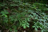 Ulmus glabra. Ветвь взрослого дерева. Грузия, Имеретия, окр. водопада Кинчха, широколиственный лес. 15.06.2023.