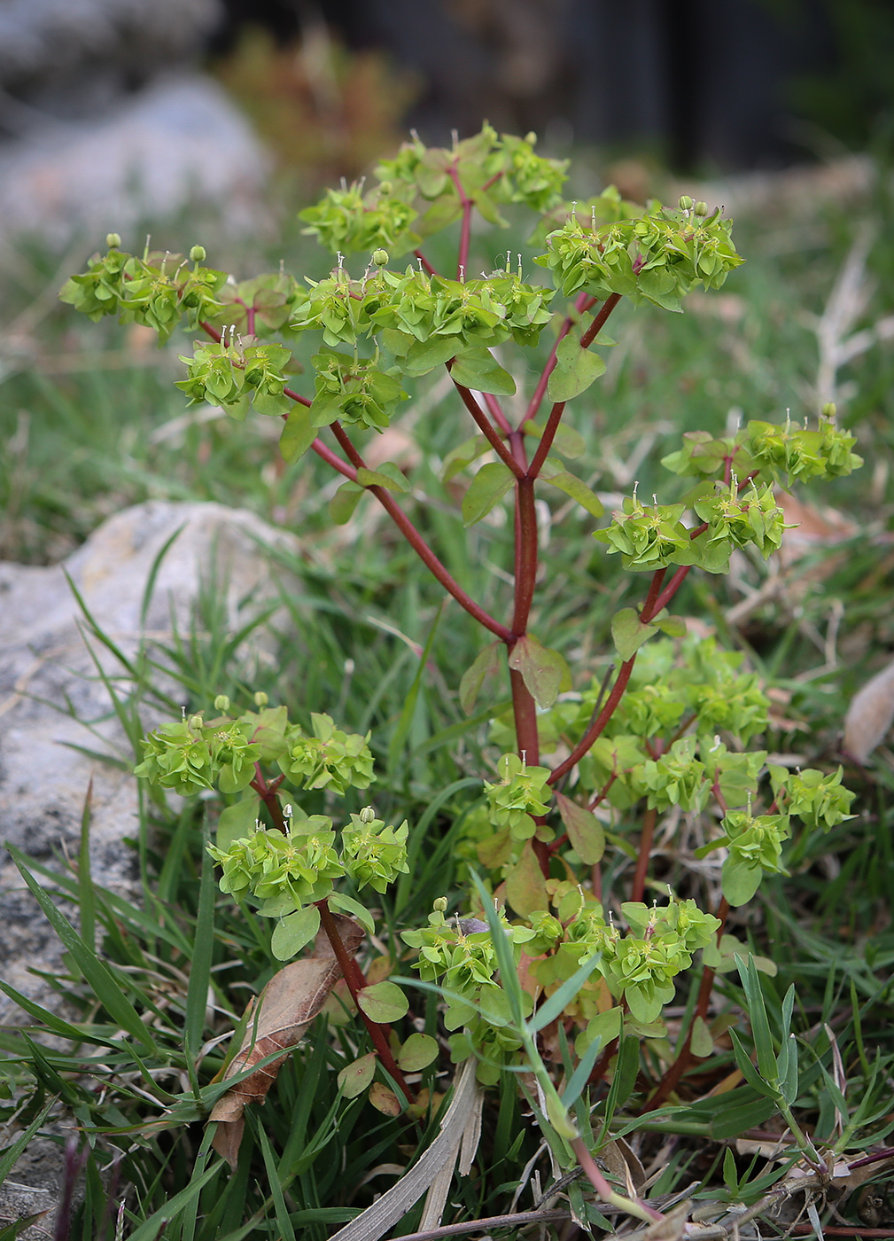 Image of Euphorbia peplus specimen.