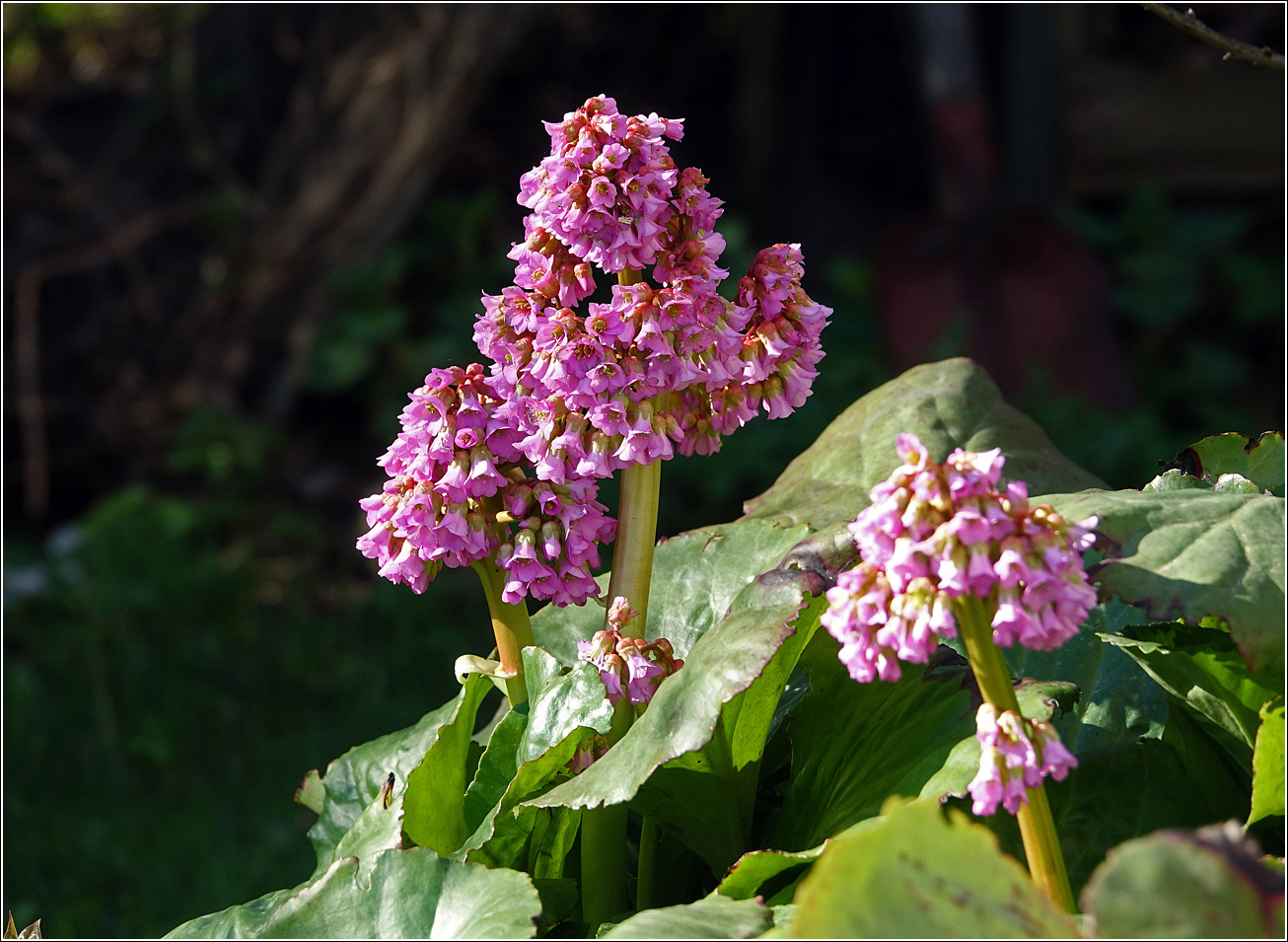 Изображение особи Bergenia crassifolia.