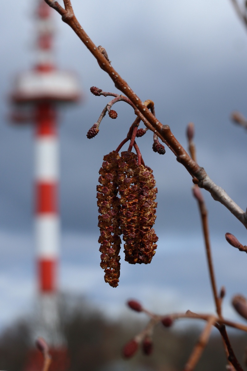 Изображение особи Alnus glutinosa.