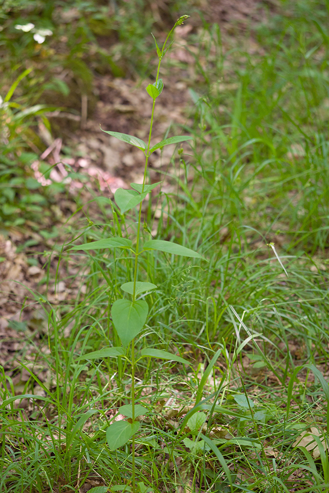 Image of Vincetoxicum scandens specimen.