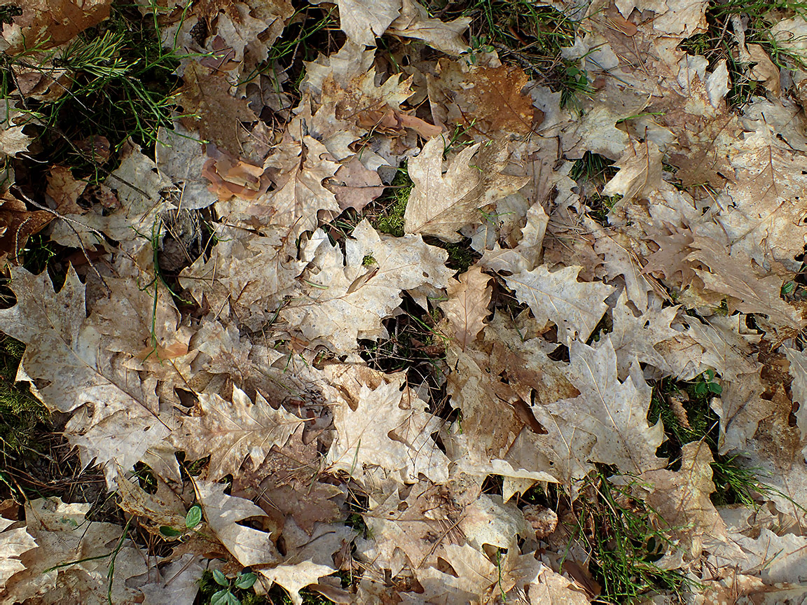 Image of Quercus rubra specimen.