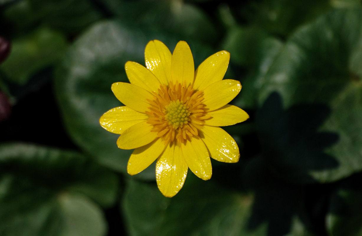 Image of Ficaria verna specimen.