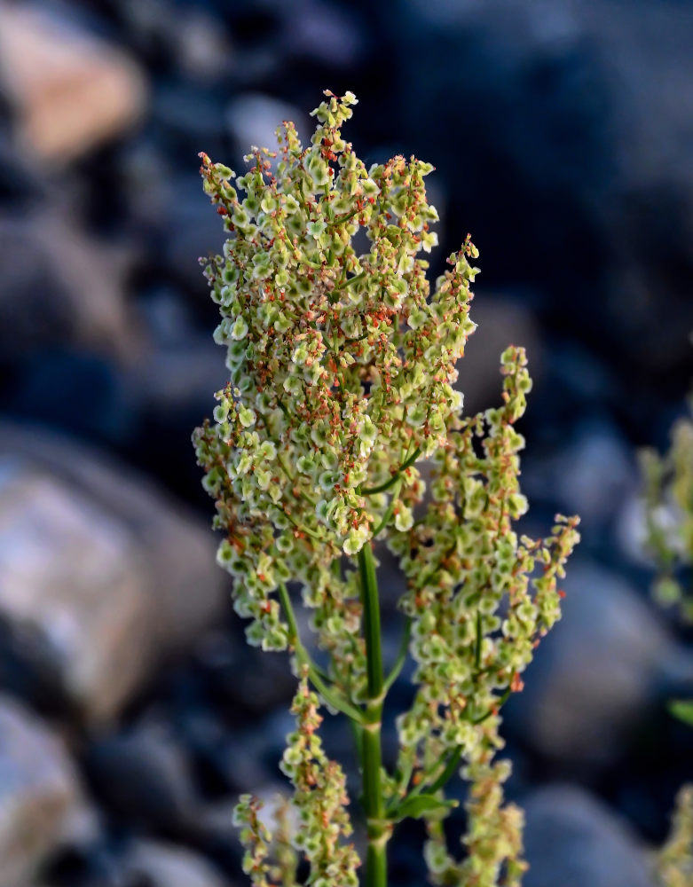 Изображение особи Rumex aquaticus.