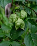 Staphylea colchica. Соплодие и часть листа. Грузия, Имеретия, каньон Окаце, опушка широколиственного леса. 15.06.2023.