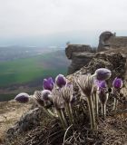 Pulsatilla taurica. Цветущие растения. Крым, Симферопольский р-н, скалы Сап-Сары-Кермен, каменистый склон. 19.03.2023.