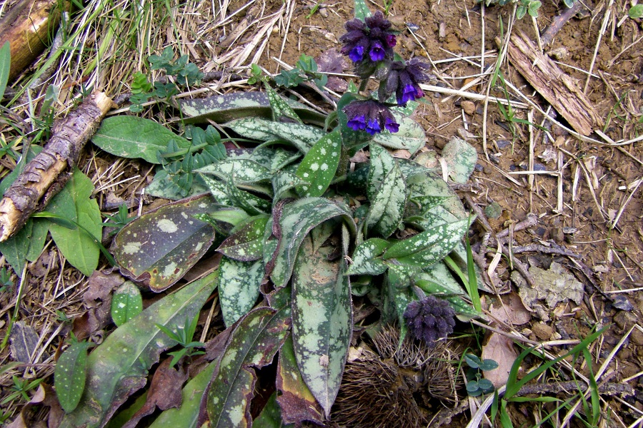 Image of Pulmonaria longifolia specimen.