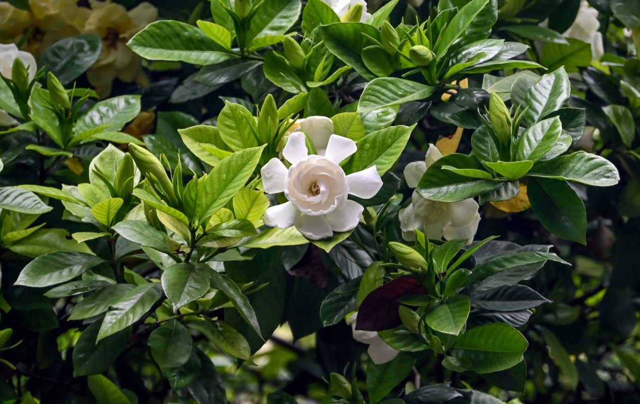 Image of Gardenia jasminoides specimen.