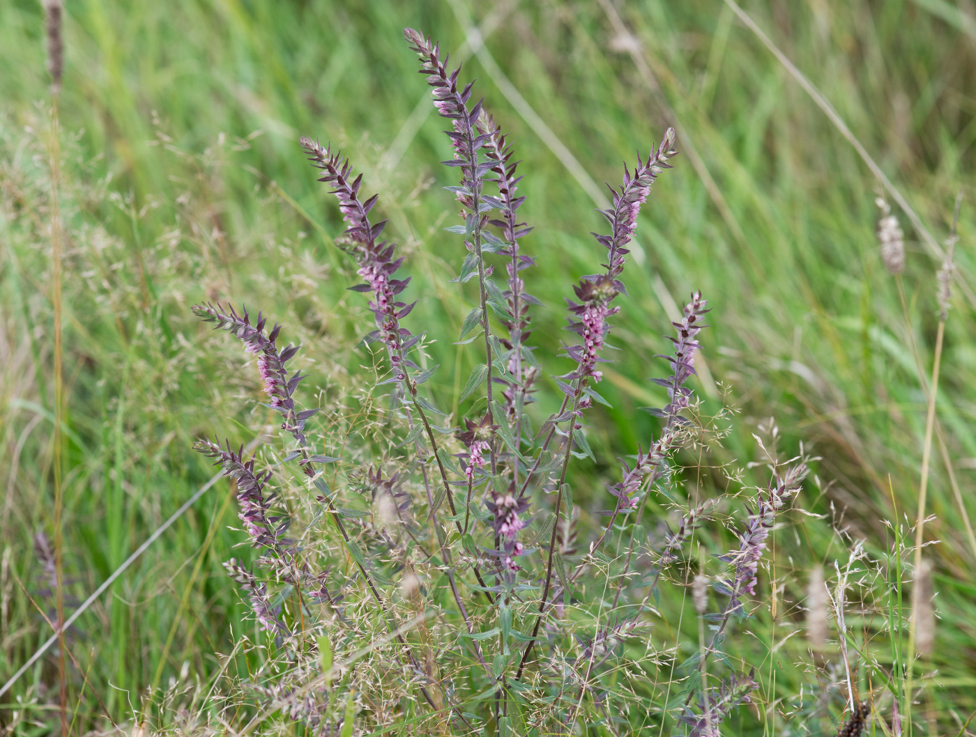 Изображение особи Odontites vulgaris.