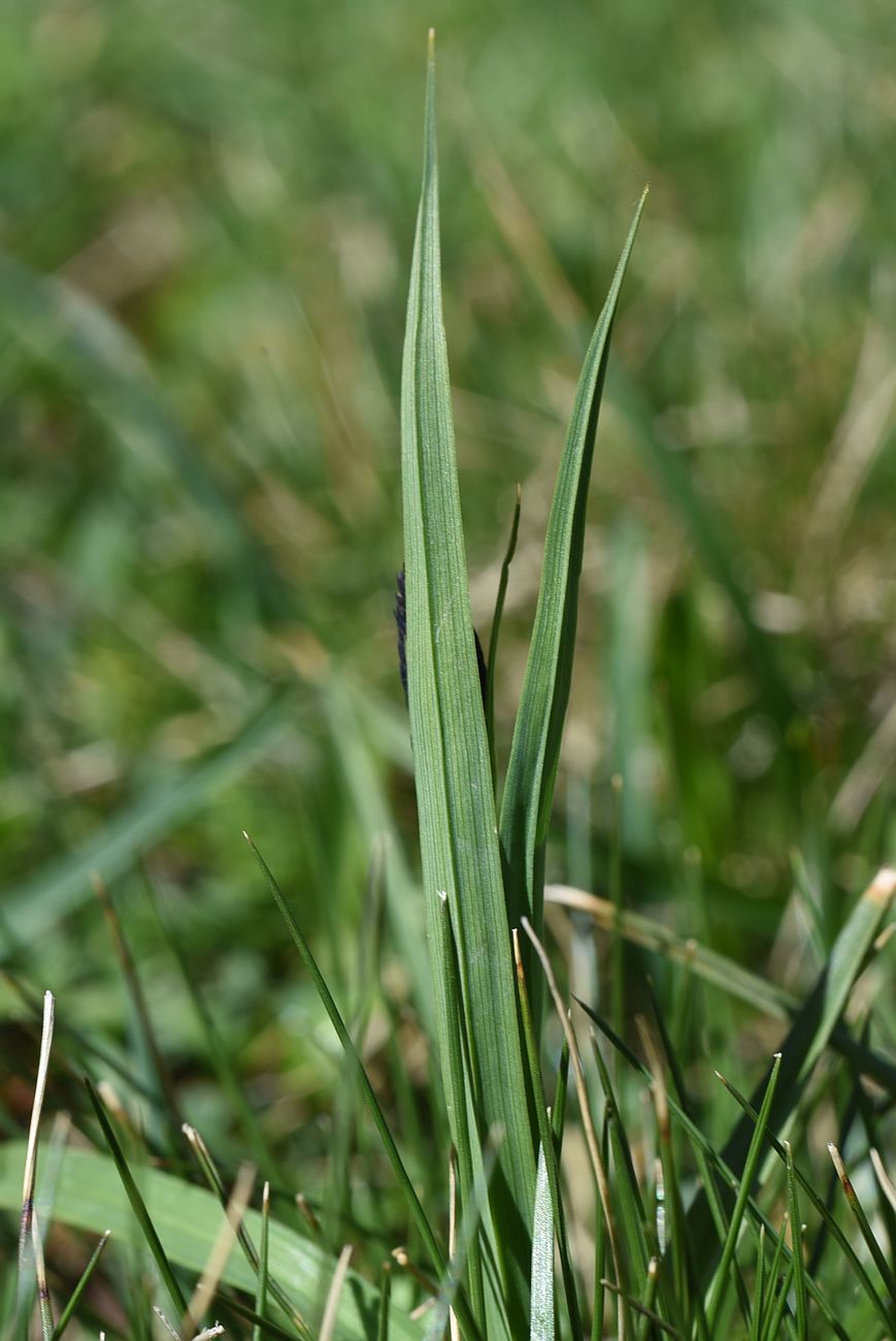 Image of Carex medwedewii specimen.