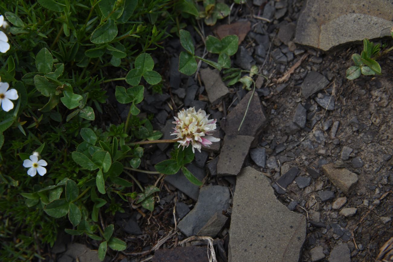 Image of genus Trifolium specimen.