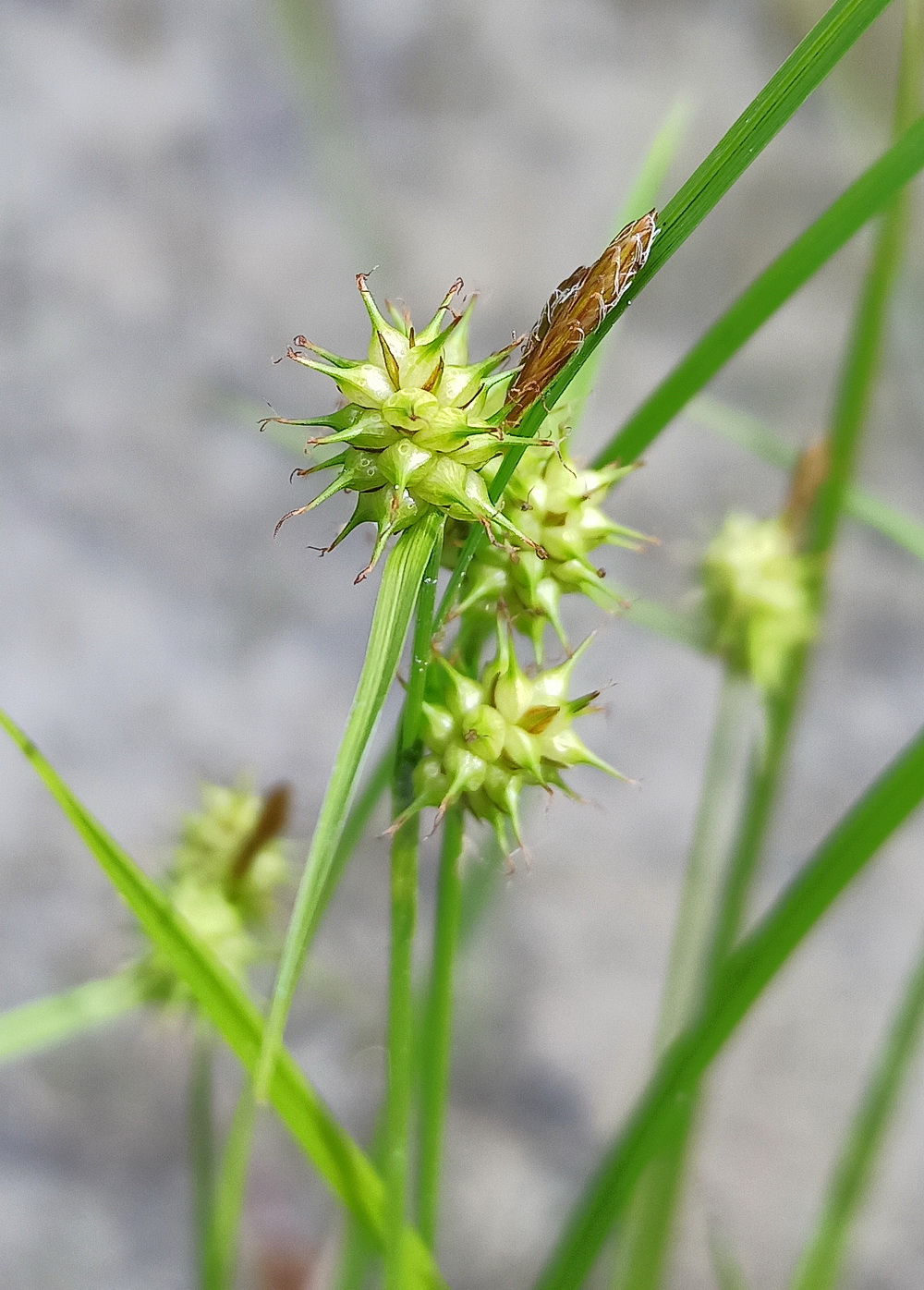 Изображение особи Carex flava.